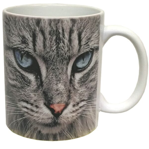 Kissamuki Maine Coon