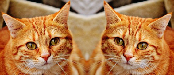 Kissamuki Ginger - Image 2