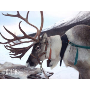 Poro -peltikyltti 20x15 cm