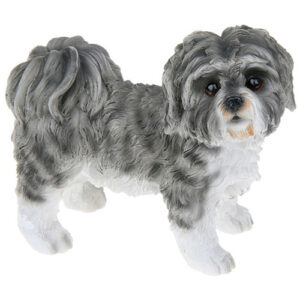 Shih tzu-patsas musta/valkoinen