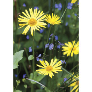 Keltaiset kukat -kortti