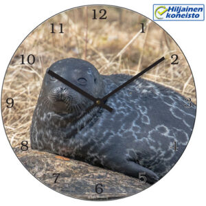 Seinäkello - Saimaan norppa